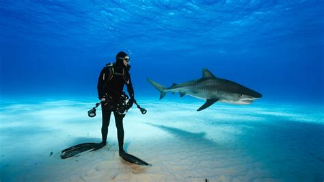 Scuba Diving With Tiger Sharks