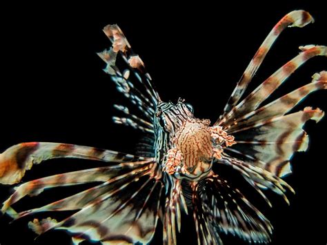 Lion Fish ready for hunting : r/underwaterphotography