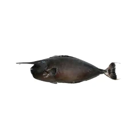 Unicorn Fish - First Global Seafood