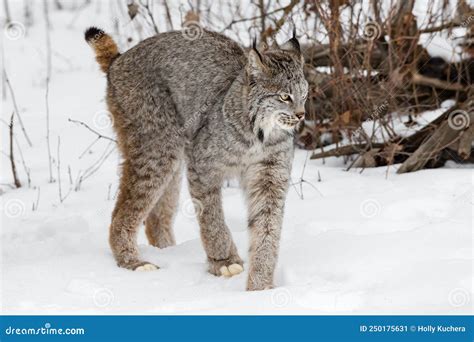 Canadian Lynx Lynx Canadensis Stands Tail High Winter Stock Image ...