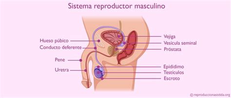 Sistema Reproductor Masculino Biology Map Map Screenshot