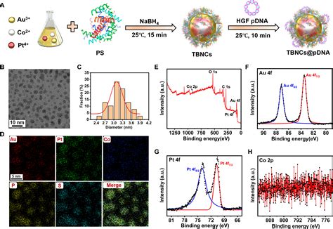 Enzyme Like Nanoparticleengineered Mesenchymal Stem Cell Secreting Hgf