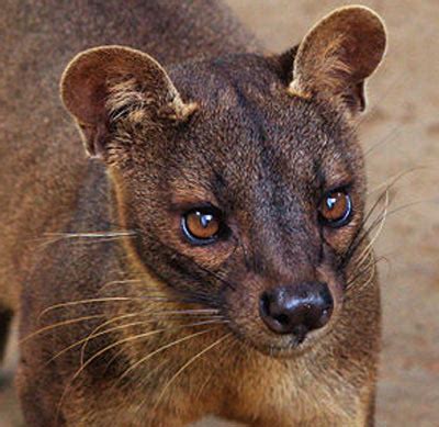 Fossa - Madagascar's Top Predator - FactZoo.com