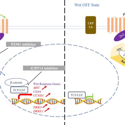 Schematic Representation Of The Wnt Canonical Pathway The Wnt