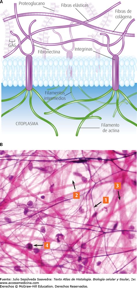 Mapa Mental Componentes Da Matriz Extracelular Histologia Youtube