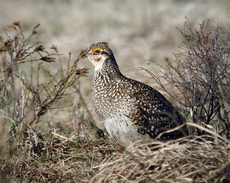 Sharp Tailed Grouse Laura Erickson Flickr