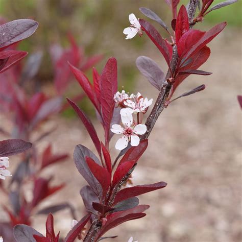 Purple Leaf Sand Cherry Stay Classy™ Prunus Order Online