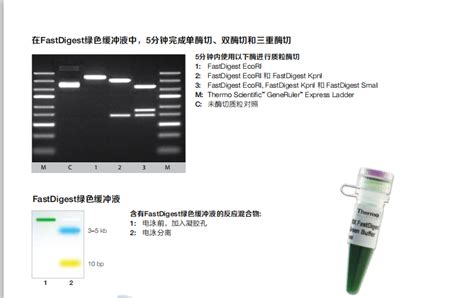 Thermo Scientific Fastdigest Thermo Scientific Fastdigest