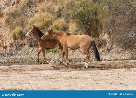 Beautiful Wild Horses on the Salt River Stock Photo - Image of mammal ...