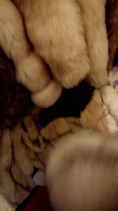 Furs And Jerking Off English Gay Handjob Handjob Porn XHamster