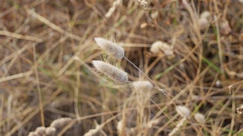 Gras Getreide Feld Kostenloses Foto Auf Pixabay Pixabay