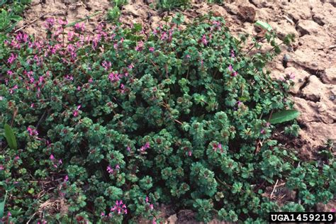 Sarah Browning: Controlling creeping Charlie, henbit and speedwell