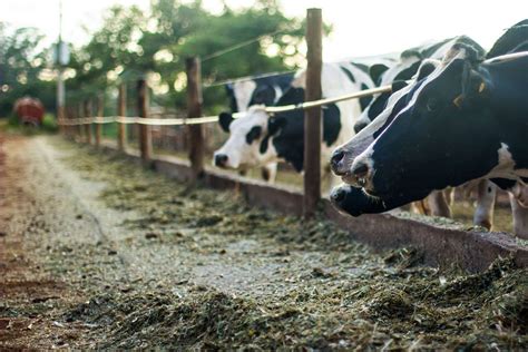 Particularidades Da Nutrição De Vacas Leiteiras Milkpoint