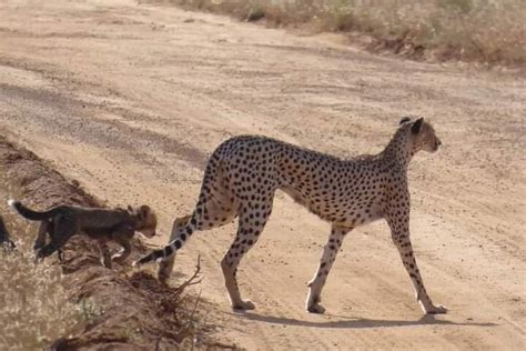 Tripadvisor Tage Safari Tsavo East Und Taita Hills Saltlick Lodge