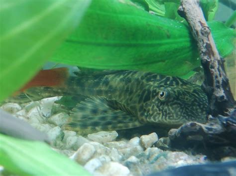 Sucker Fish - Tips On How You Can Care And Name Your Pet - PetShoper