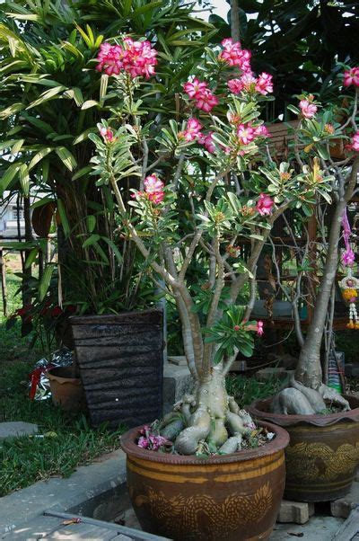 Should I Repot My Desert Rose How To Repot A Desert Rose Plant