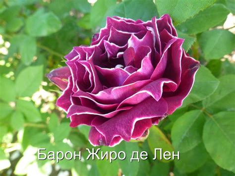 Роза барон жиро де лен - фото и картинки: 68 штук