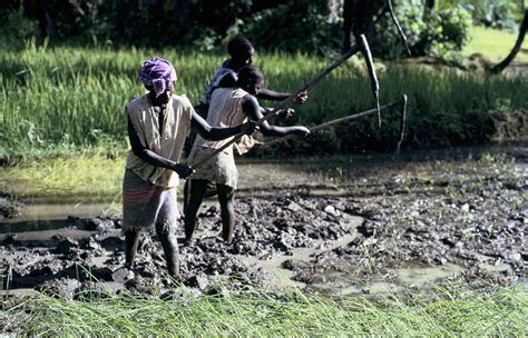 Subsistence vs. Commercial Farming - Food and Farming