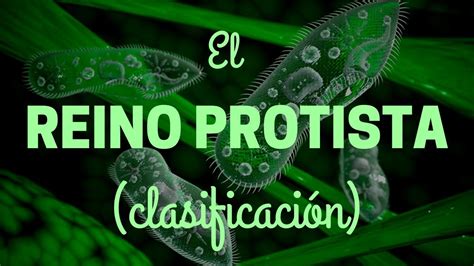 EL REINO PROTISTA Clasificación YouTube