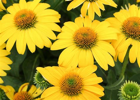 Echinacea Sombrero Lemon Yellow Improved Coneflower