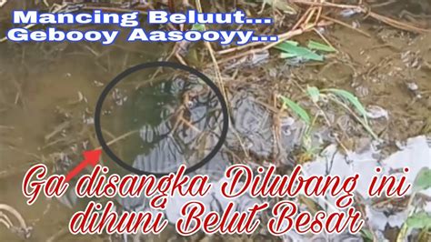 Ga Disangka Dilubang Ini Dihuni Belut Besar Belut Babon Rawa YouTube