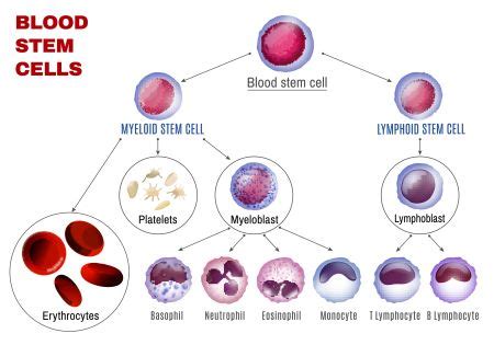 White Blood Cells: Categories, Production & Formation | Study.com