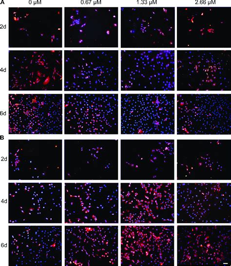 The Effect Of Salidroside On Expression Of Collagen Type I And Ii