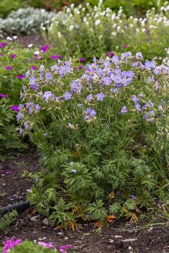 Bodziszek łąkowy Mrs Kendall Clark – fioletowy Geranium