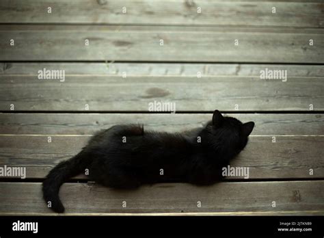 Black Cat Lies On Blackboard Pet On Veranda Cat With Black Hair