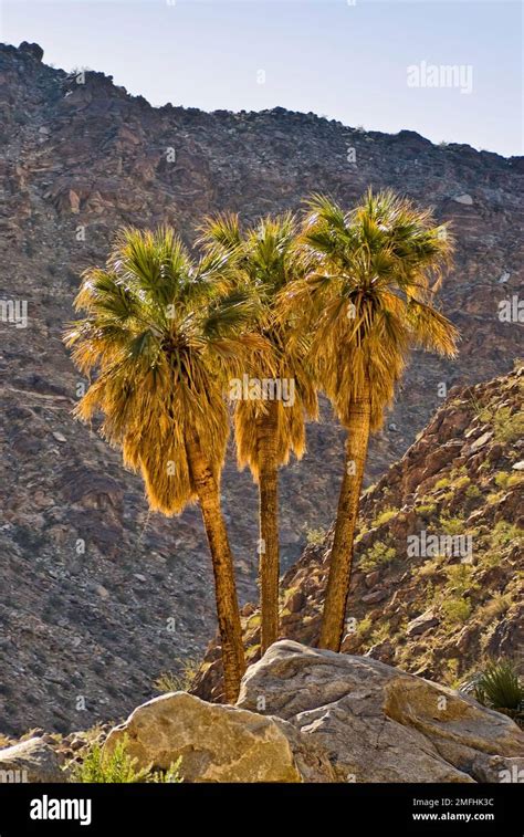 Desert Fan Palms At Borrego Palm Canyon Oasis Anza Borrego Desert Park