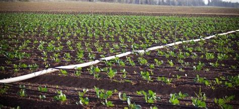 ¿cómo Hacer Un Uso Más Eficiente Del Agua En La Agricultura