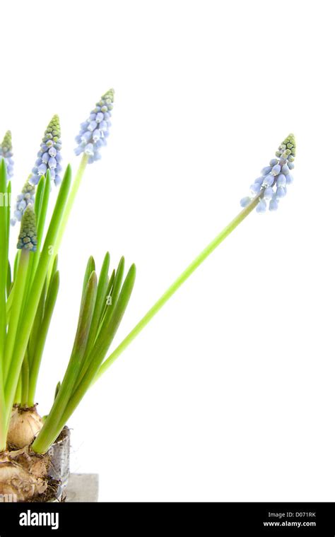 Muscari botryoides flores también conocido como azul jacinto uva