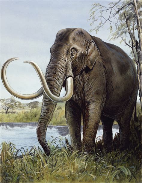 North American Mammoths Actually Evolved in Eurasia | Live Science