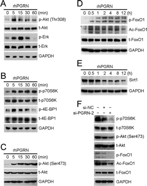 Pgrn Treatment Promoted The Activation Of Mammalian Target Of Rapamycin