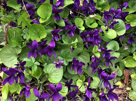 Violet, Wood Violet, Sweet Violet, English Violet, Violata odorata