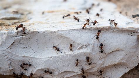 repel ants naturally   common household ingredient