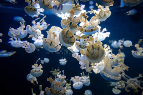 Poissons Dans Un Aquarium Image Stock Image Du Détail 138769657