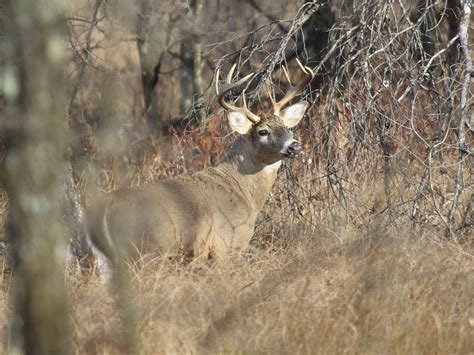 White Tailed Buck During Rut