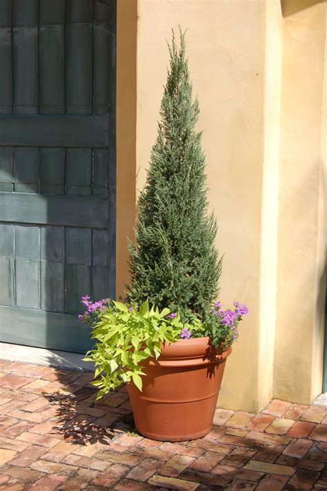 Topiaries Blue Tip Juniper Front Door Planters Blue Tips Planter