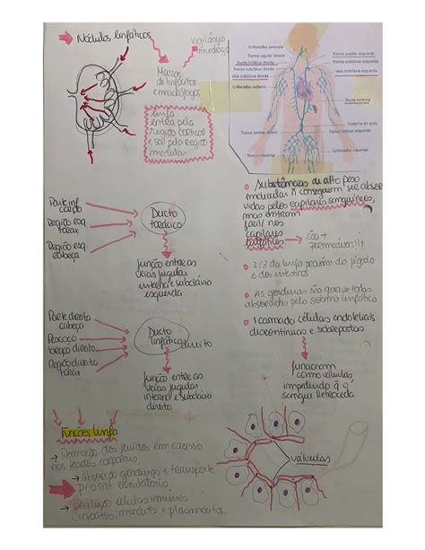 Mapa Mental Sistemas Sanguíneos Conecte se o aplicativo Blazer