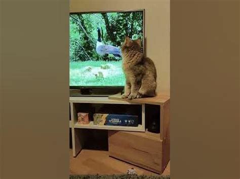 Кошка Полли наблюдает за птицами. 🌚 #cat - YouTube
