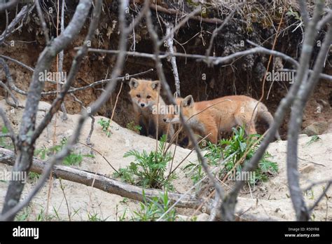 Red Fox Pups Stock Photo - Alamy