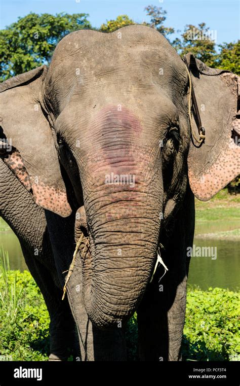 Indischer Elefant Elephas Maximus Indicus Fütterung auf Gras und