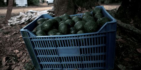 Fiebre Del Oro Verde Liga A Empresas De Eu Con Deforestación En