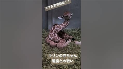 【天王寺動物園】キリンの赤ちゃん 睡魔との戦い Youtube