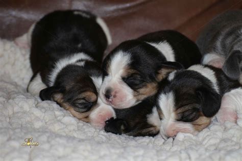 Beagle Puppies For Sale - AKC PuppyFinder