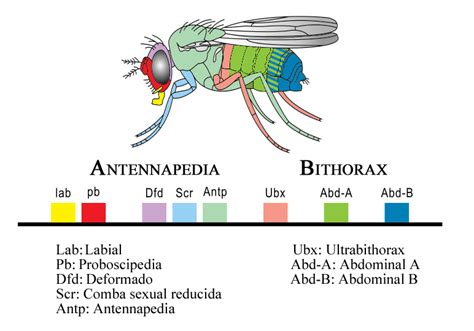 File Hox Genes Drosophila  Wikimedia Commons