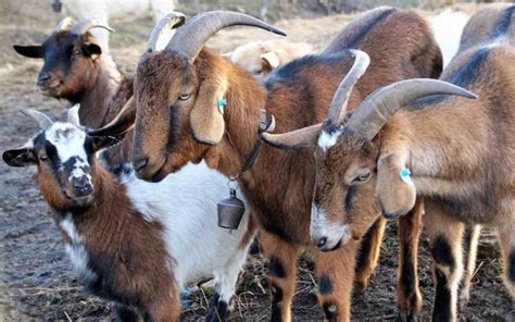 Goat Farming In The Philippines Goat Breeds Agri Farming