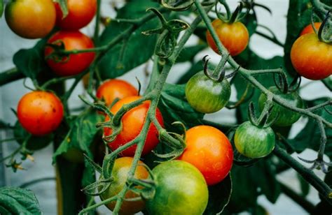 How To Ripen Tomatoes Off The Vine HumeShed