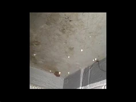 Fucking That Harlem Bitch Again Xvideos